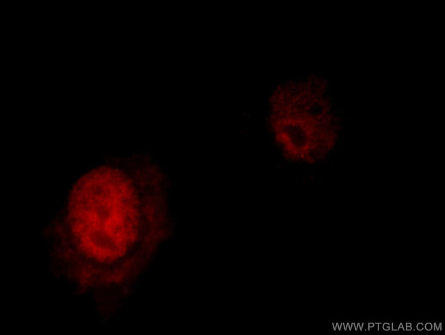 NFYA Antibody in Immunocytochemistry (ICC/IF)