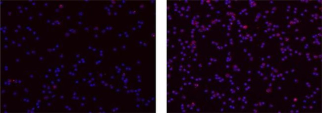 IL-37 Antibody in Immunocytochemistry (ICC/IF)