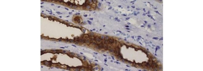 Blood Group Antigen H (O) Type 1 Antibody in Immunohistochemistry (Paraffin) (IHC (P))