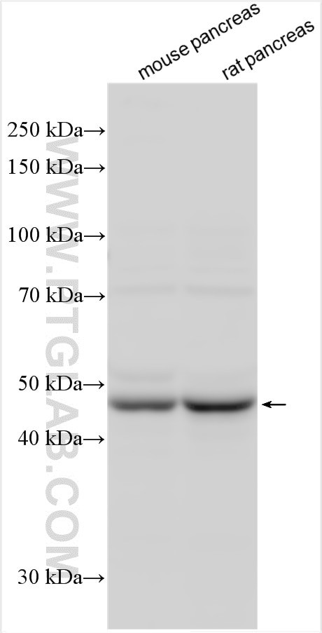 CMAS Antibody in Western Blot (WB)