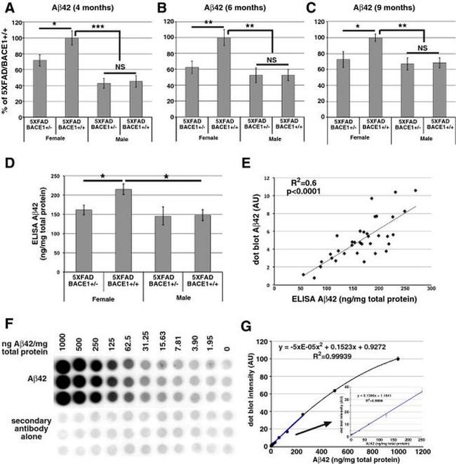beta Amyloid Antibody in ELISA, Dot Blot (ELISA, DB)