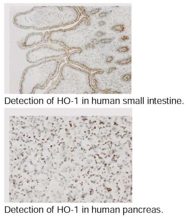 Heme Oxygenase-1 Antibody in Immunohistochemistry (Paraffin) (IHC (P))