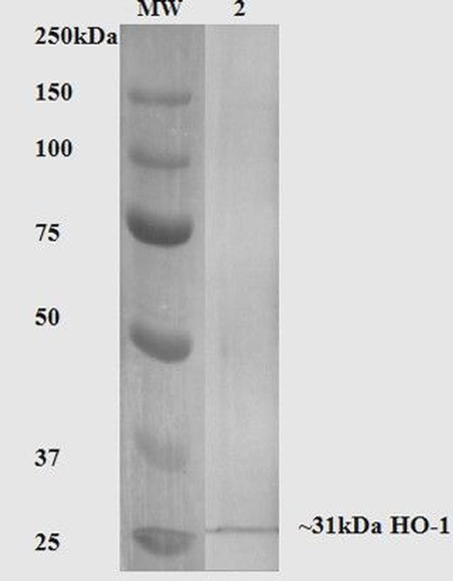 Heme Oxygenase-1 Antibody in Western Blot (WB)