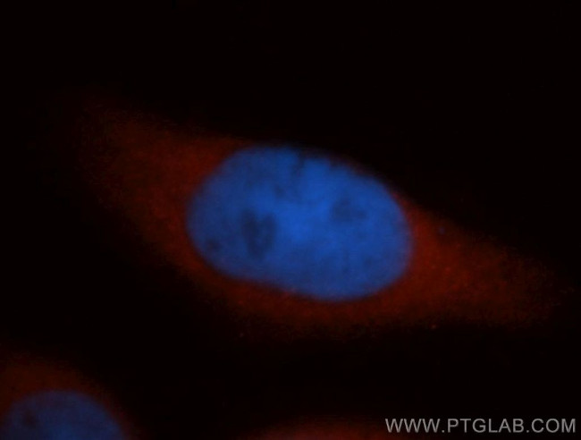 DNAJB4 Antibody in Immunocytochemistry (ICC/IF)
