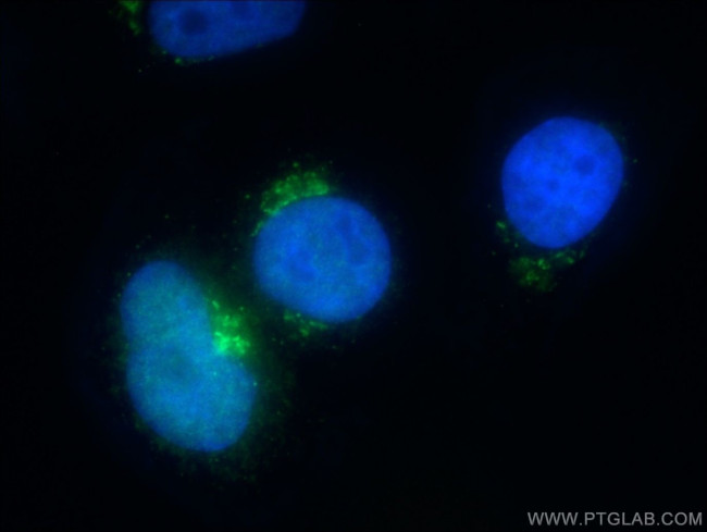 MCFD2 Antibody in Immunocytochemistry (ICC/IF)