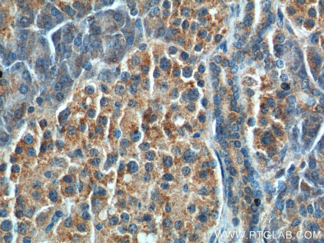 CCK Antibody in Immunohistochemistry (Paraffin) (IHC (P))
