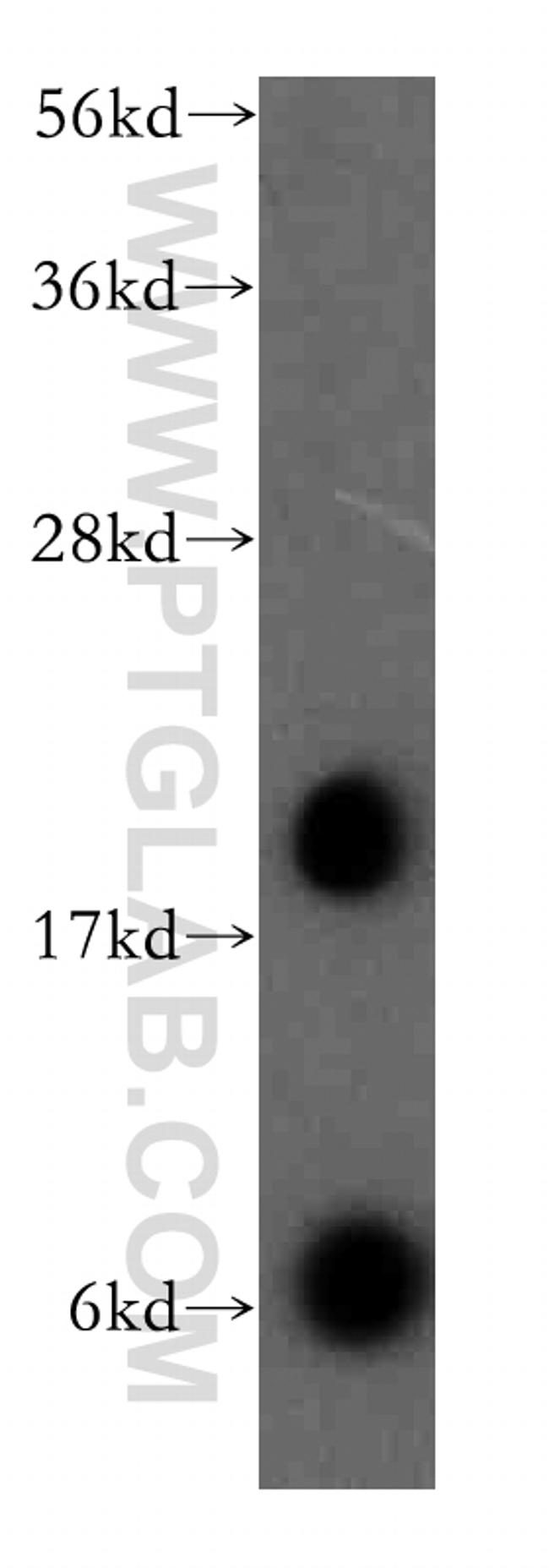 CNIH3 Antibody in Western Blot (WB)