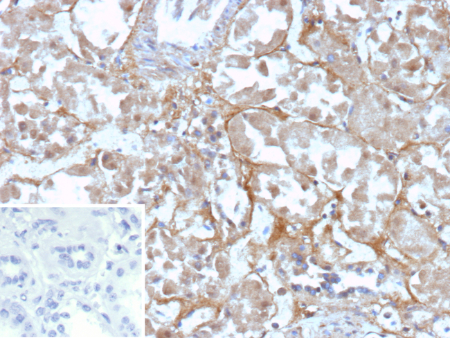 CD200 Receptor 1 (CD200R1)/OX2 Antibody in Immunohistochemistry (Paraffin) (IHC (P))