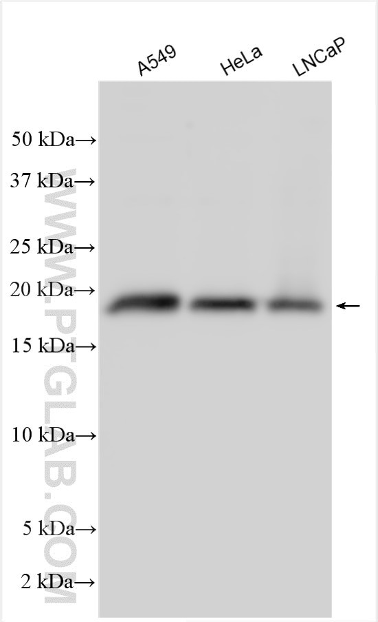 POP5 Antibody in Western Blot (WB)
