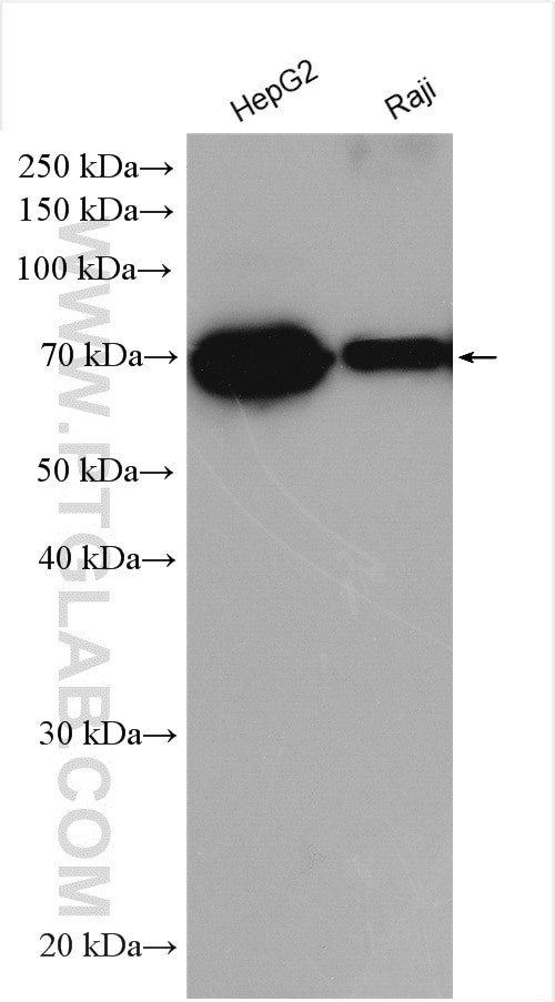 KLF12 Antibody in Western Blot (WB)