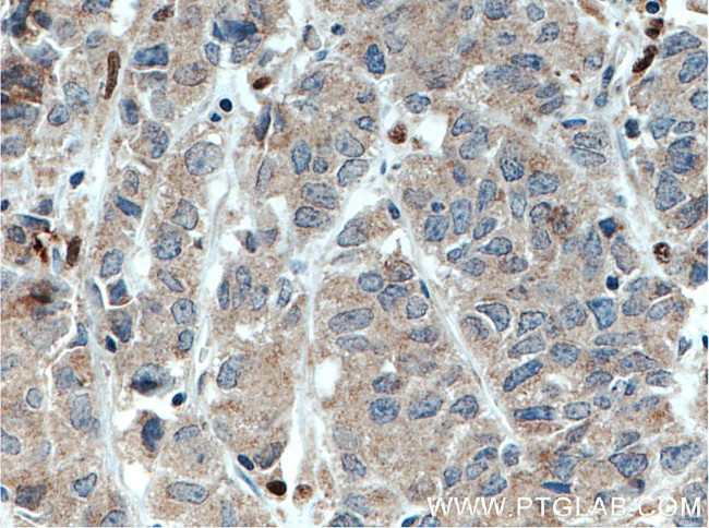 DNAJB9 Antibody in Immunohistochemistry (Paraffin) (IHC (P))