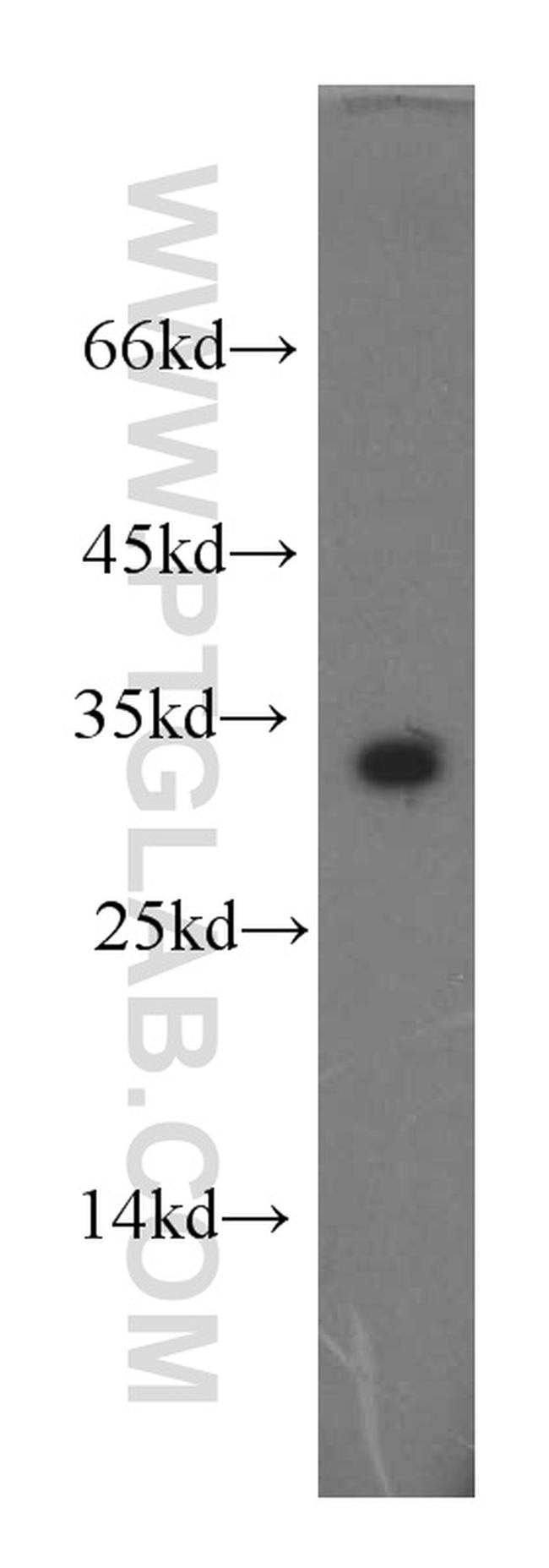 CLEC2D Antibody in Western Blot (WB)