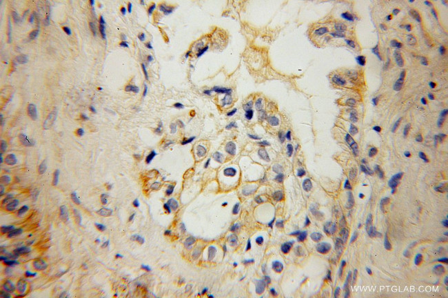 KCNF1 Antibody in Immunohistochemistry (Paraffin) (IHC (P))