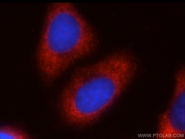 FXR1 Antibody in Immunocytochemistry (ICC/IF)