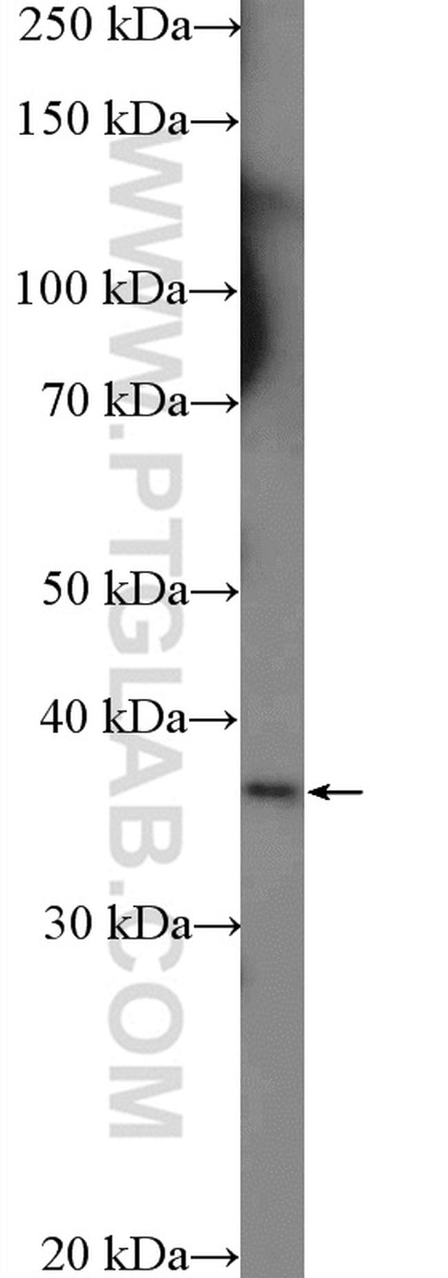 RFPL1/2/3 Antibody in Western Blot (WB)