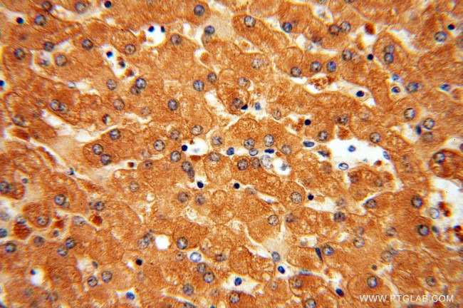 DPYS Antibody in Immunohistochemistry (Paraffin) (IHC (P))