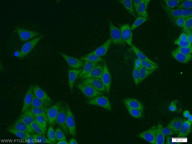 SCRN3 Antibody in Immunocytochemistry (ICC/IF)
