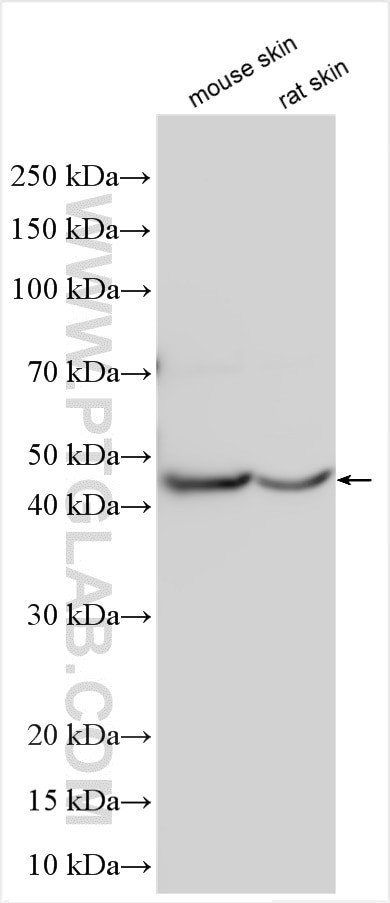 BNIPL Antibody in Western Blot (WB)