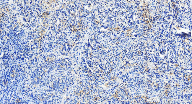 LAIR1 Antibody in Immunohistochemistry (Paraffin) (IHC (P))