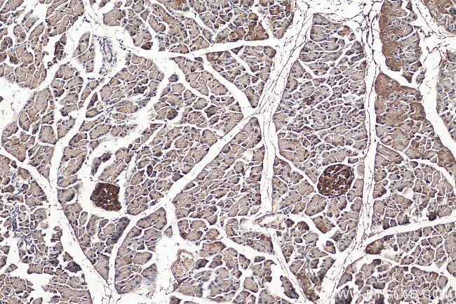 SERPINI2 Antibody in Immunohistochemistry (Paraffin) (IHC (P))