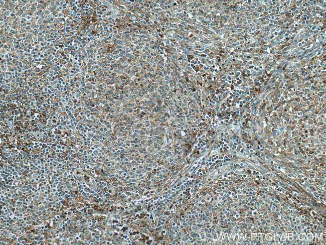 Syntaxin 11 Antibody in Immunohistochemistry (Paraffin) (IHC (P))