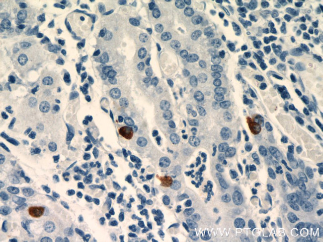 GHRL Antibody in Immunohistochemistry (Paraffin) (IHC (P))