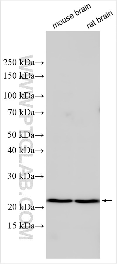 CGREF1 Antibody in Western Blot (WB)