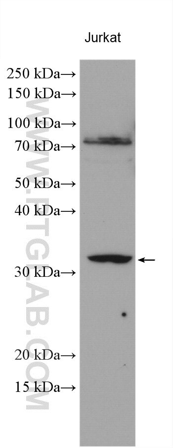 CD300LF Antibody in Western Blot (WB)