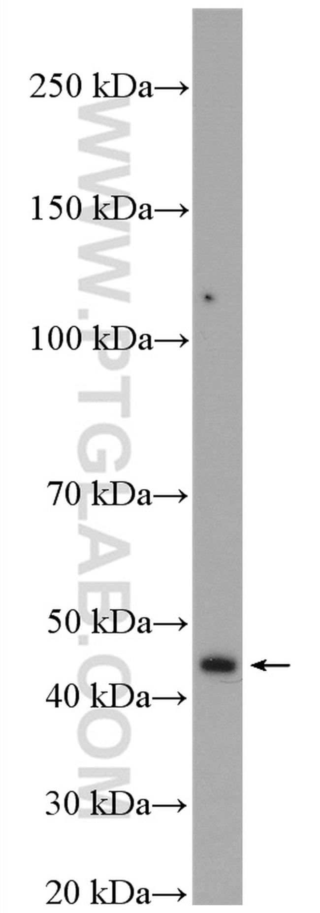 TBRG1 Antibody in Western Blot (WB)