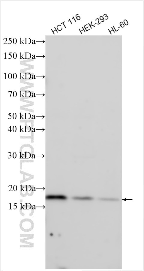 FHIT Antibody in Western Blot (WB)