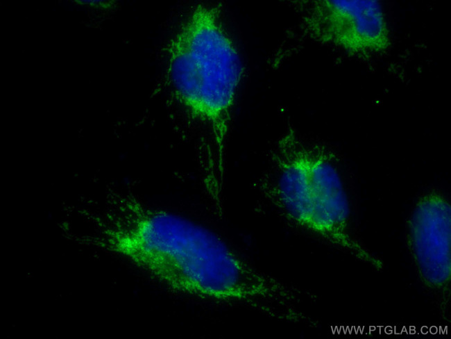 OCIAD2 Antibody in Immunocytochemistry (ICC/IF)