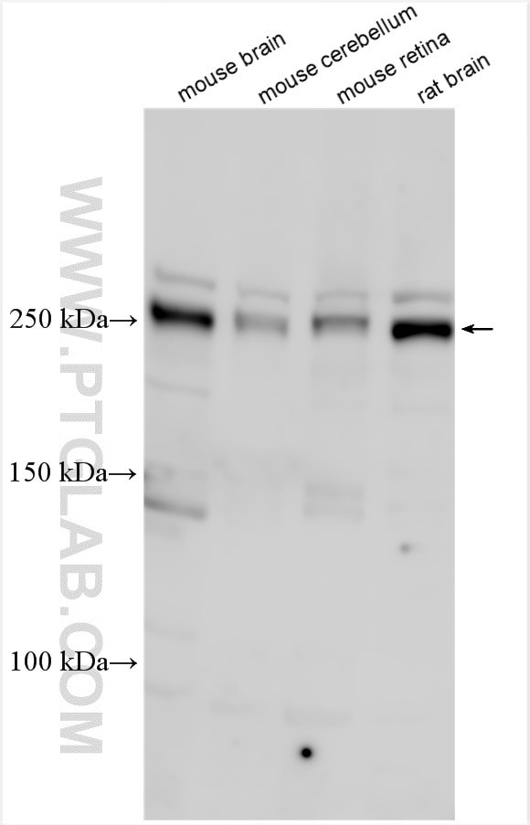DSCAM Antibody in Western Blot (WB)