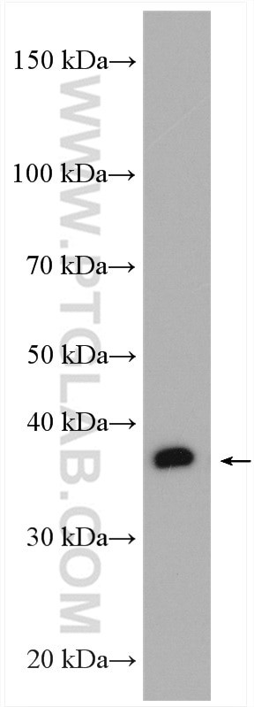 PSTPIP2 Antibody in Western Blot (WB)
