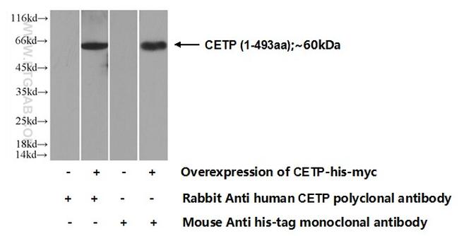 CETP Antibody in Western Blot (WB)