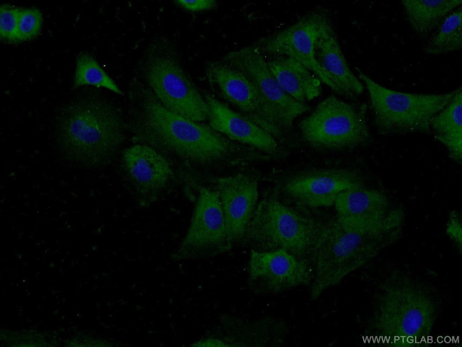 BPIL1 Antibody in Immunocytochemistry (ICC/IF)