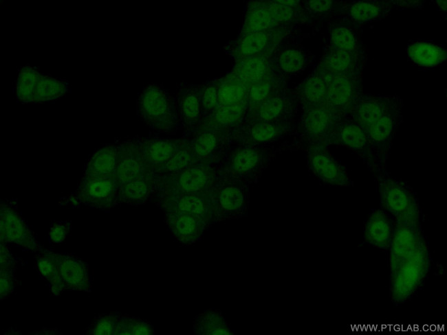 PPP2CA Antibody in Immunocytochemistry (ICC/IF)