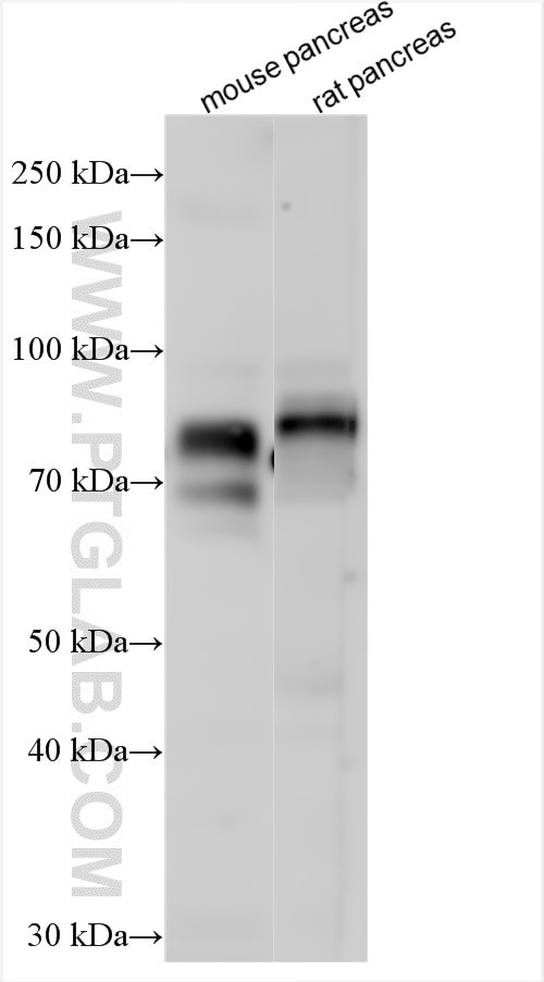 GP2 Antibody in Western Blot (WB)