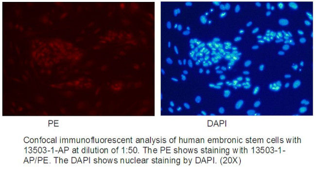 REX1 Antibody in Immunocytochemistry (ICC/IF)