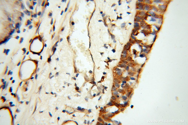 TEKT2 Antibody in Immunohistochemistry (Paraffin) (IHC (P))