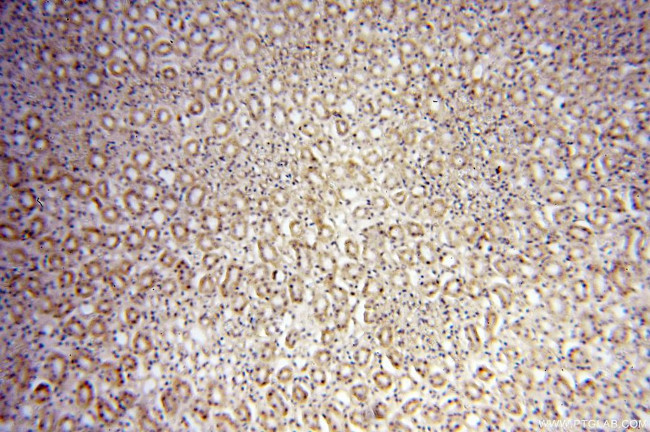 Nidogen 2 Antibody in Immunohistochemistry (Paraffin) (IHC (P))