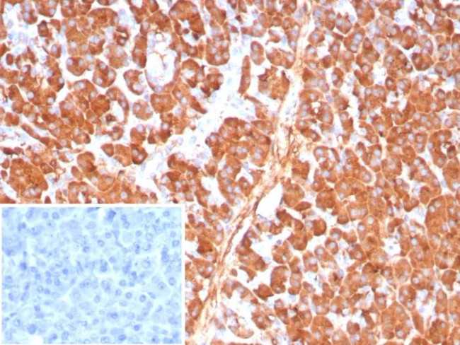 Carboxypeptidase A1/CPA1 (Pancreatic Cancer Marker) Antibody in Immunohistochemistry (Paraffin) (IHC (P))