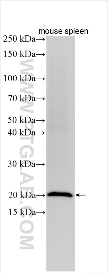 PFDN6 Antibody in Western Blot (WB)