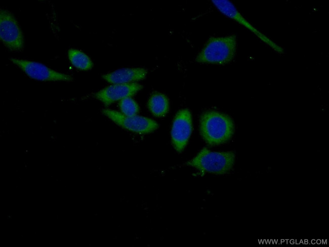 WWP1 Antibody in Immunocytochemistry (ICC/IF)