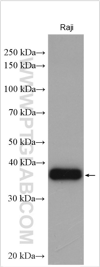 POU2AF1 Antibody in Western Blot (WB)