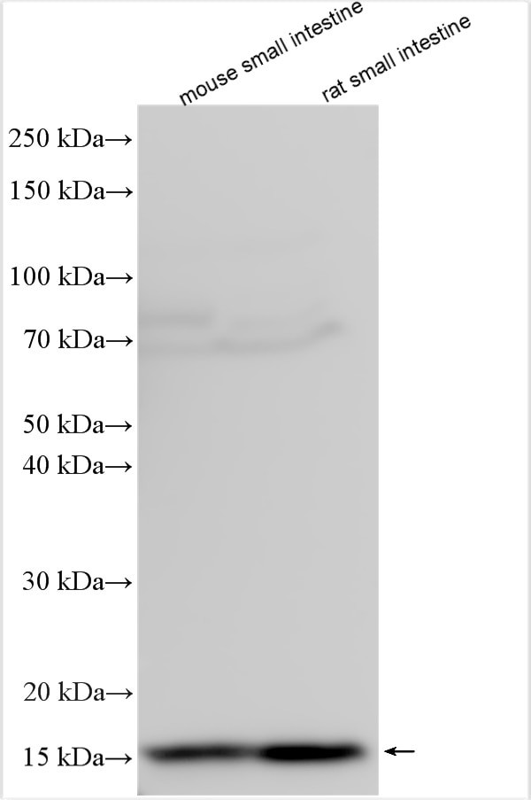 REG3A Antibody in Western Blot (WB)