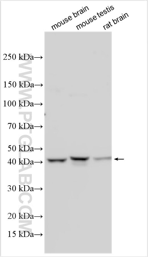SEPT12 Antibody in Western Blot (WB)