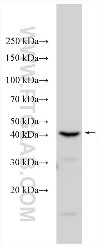 CD99L2 Antibody in Western Blot (WB)