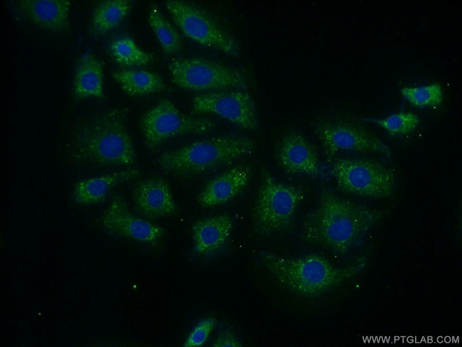 MTG1 Antibody in Immunocytochemistry (ICC/IF)