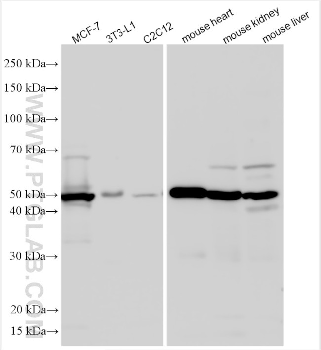 KLF15 Antibody in Western Blot (WB)