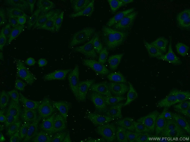AMBRA1 Antibody in Immunocytochemistry (ICC/IF)